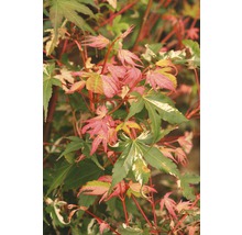 Buntblättriger Fächerahorn Acer palmatum 'Oridono Nishiki' H 40-60 cm Co 4 L-thumb-0