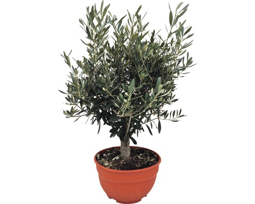 Olivenbaum FloraSelf Olea europaea H 20-40 cm Ø 25 cm Topf