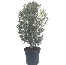 Olivenbaum Olea europaea H 40-60 cm Co 7,5 L-thumb-0