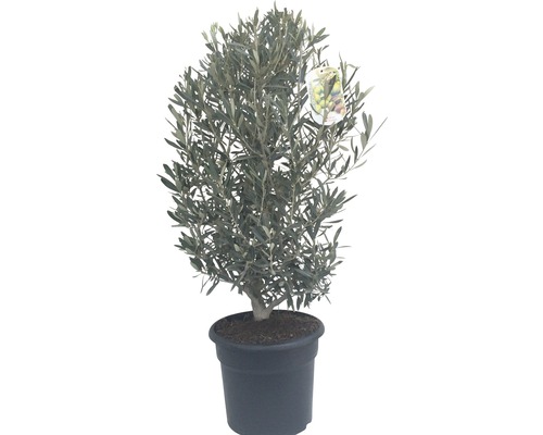 Olivenbaum Olea europaea H 40-60 cm Co 7,5 L
