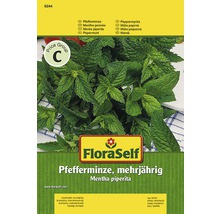 Pfefferminze FloraSelf samenfestes Saatgut Kräutersamen-thumb-0