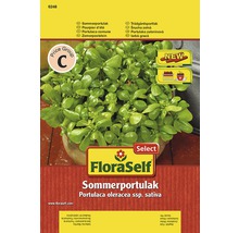 Sommerportulak FloraSelfSelect samenfestes Saatgut Gemüsesamen-thumb-0