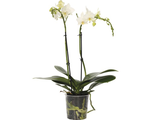 Schmetterlingsorchidee FloraSelf Phalaenopsis-Cultivars Multiflower H 30-40 cm Ø 9 cm Topf weiß-0