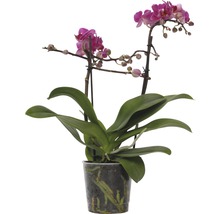 Schmetterlingsorchidee FloraSelf Phalaenopsis-Cultivars Multiflower H 30-40 cm Ø 9 cm Topf dunkelrosa-thumb-0