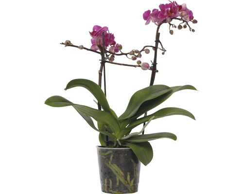 Schmetterlingsorchidee FloraSelf Phalaenopsis-Cultivars Multiflower H 30-40 cm Ø 9 cm Topf dunkelrosa-0