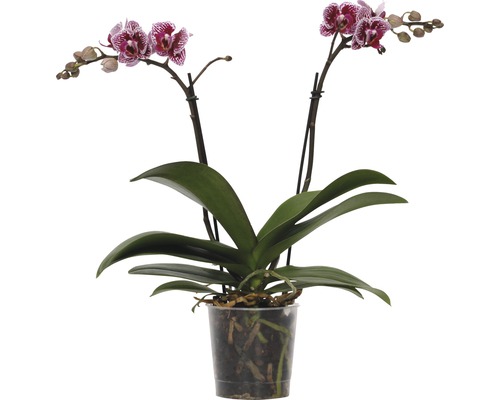 Schmetterlingsorchidee FloraSelf Phalaenopsis-Cultivars Multiflower H 30-40 cm Ø 9 cm Topf Zweifarbig