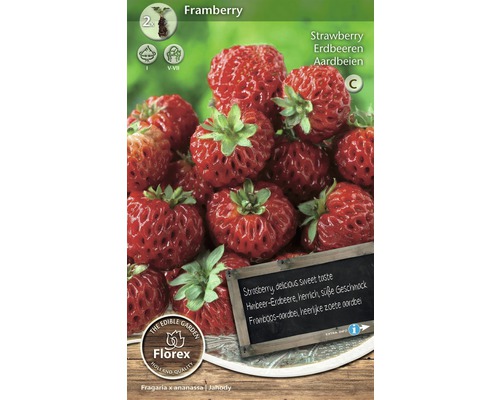 Rhizome Erdbeeren 'Framberry' 2 Stk