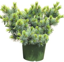 Zwerg-Seidenkiefer Botanico Pinus strobus 'Macopin' H 70-80 cm Co 20 L-thumb-0