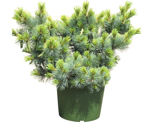 Zwerg-Seidenkiefer Botanico Pinus strobus 'Macopin' H 70-80 cm Co 20 L-0