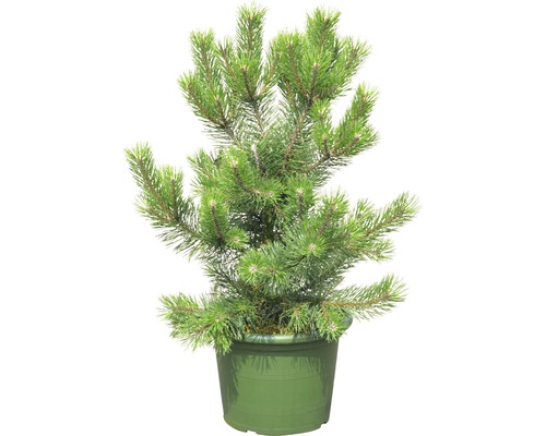 Strauch-Kiefer Botanico Pinus mugo 'Gnom' H 60-70 cm Co 15 L