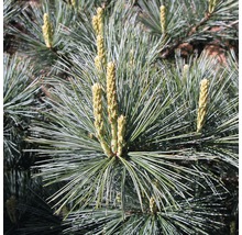 Zwerg-Seidenkiefer Botanico Pinus strobus 'Macopin' H 70-80 cm Co 20 L-thumb-1