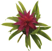 Bromelie FloraSelf Guzmania x Hybride 'Deseo Pink' H 45x55 cm Ø 12 cm Topf-thumb-1
