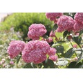 Schneeballhortensie, Strauchhortensie Hydrangea arborescens 'Pink Annabelle' H 15-30 cm Co 3 L