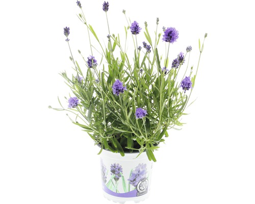 Lavendel FloraSelf Lavandula angustifolia 'Thumbelina' Ø 11 cm Topf