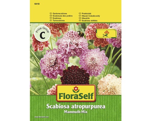 Gartenscabiose 'Mammuth-Mix' FloraSelf samenfestes Saatgut Blumensamen-0