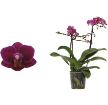 Schmetterlingsorchidee FloraSelf Phalaenopsis-Cultivars Multiflower H 30-40 cm Ø 9 cm Topf dunkelrosa-thumb-1