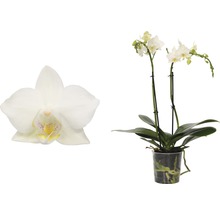 Schmetterlingsorchidee FloraSelf Phalaenopsis-Cultivars Multiflower H 30-40 cm Ø 9 cm Topf weiß-thumb-1