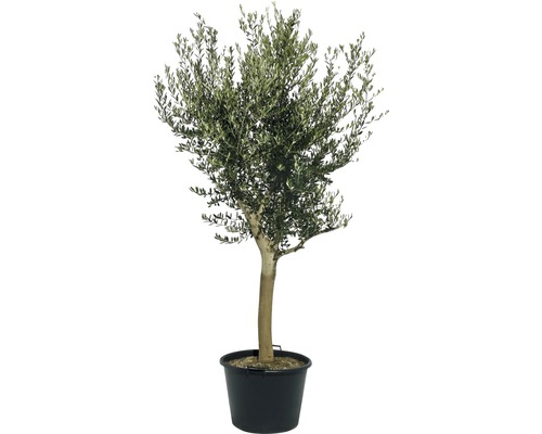 Olivenbaum FloraSelf Olea europaea H 120-140 cm Ø 40 cm Topf