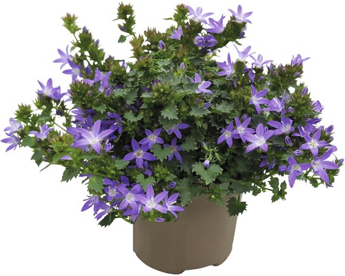 Glockenblume FloraSelf Campanula addenda 'Adansa Purple' Ø 12 cm Topf