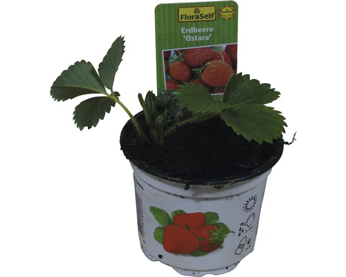 Erdbeere Fragaria x ananassa 'Ostara' Ø 9 cm Topf