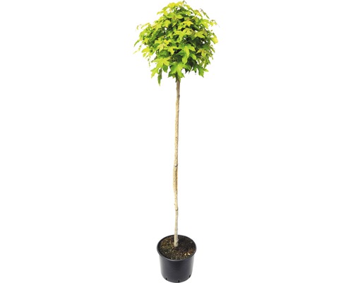 Kugel-Amberbaum FloraSelf Liquidambar styraciflua 'Gumball' H 180 cm Co 20 L