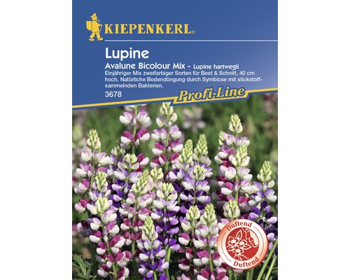 Lupine 'Avalune Bicolour Mix' Kiepenkerl Blumensamen