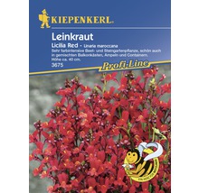 Leinkraut 'Licilia Red' Kiepenkerl Blumensamen-thumb-0