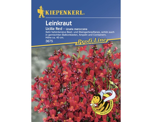 Leinkraut 'Licilia Red' Kiepenkerl Blumensamen
