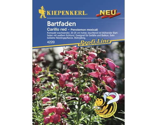 Bartfaden 'Carillo red' Kiepenkerl Blumensamen