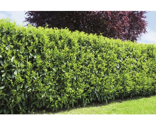 Portugiesischer Kirschlorbeer Floraself Prunus Lusitanica Angustifolia H 60 80 Cm Co 5 L Bei Hornbach Kaufen