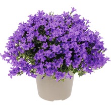Glockenblume FloraSelf Campanula portenschlagiana 'Intens Purple' Ø 20 cm Topf-thumb-0