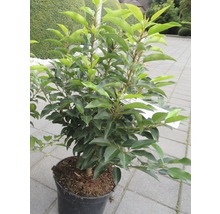 Portugiesischer Kirschlorbeer FloraSelf Prunus lusitanica 'Angustifolia' H 60-80 cm Co 5 L-thumb-1
