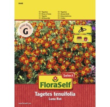 Tagetes 'Luna Rot' FloraSelf Select samenfestes Saatgut Blumensamen-thumb-0