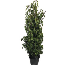 6 x Portugiesischer Kirschlorbeer FloraSelf Prunus lusitanica 'Angustifolia' H 100-125 cm ClickCo für ca. 2,5 m Hecke-thumb-2