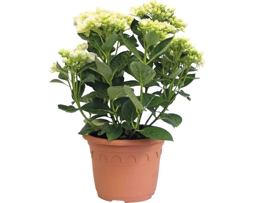 Hortensie Hydrangea macrophylla 'Hovaria ® Holibel' (S) H 30-40 cm Co 4,6 L