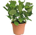 Hortensie Hydrangea macrophylla 'Hovaria ® Elleair Anniversary' (S) H 30-40 cm Co 4,6 L