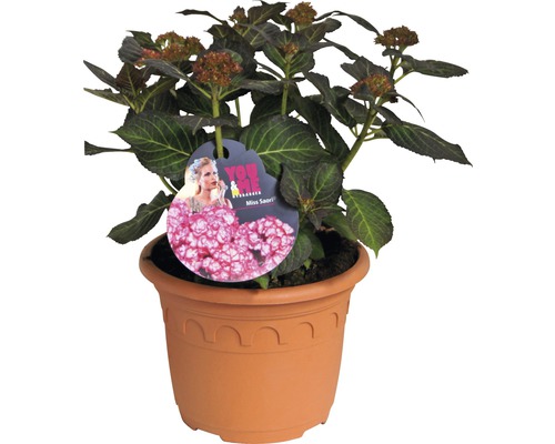Hortensie Hydrangea macrophylla 'You and Me ® Miss Saori '(S) H 30-40 cm Co 4,6 L