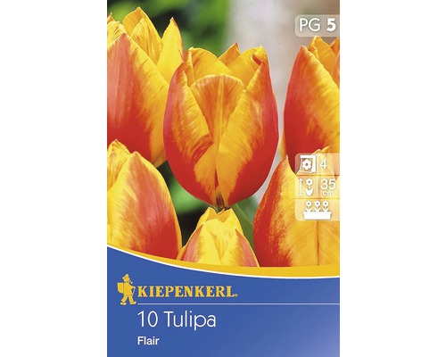 Blumenzwiebel Tulpe Tulipa-Hybriden 'Flair'-0