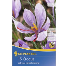 Blumenzwiebel Krokus Crocus sativus-thumb-0