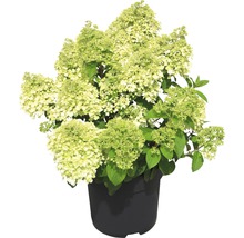 Rispenhortensie FloraSelf Hydrangea paniculata 'Bobo'® H 50-60 cm Co 6 L-thumb-0