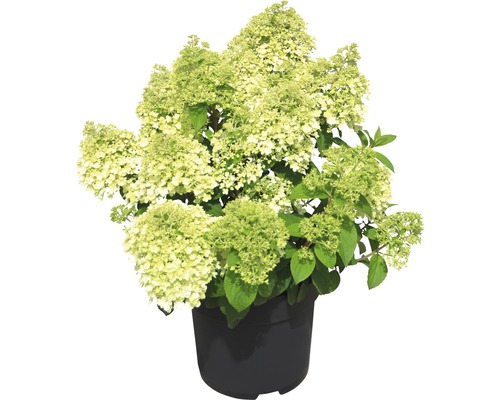 Rispenhortensie FloraSelf Hydrangea paniculata 'Bobo'® H 50-60 cm Co 6 L-0