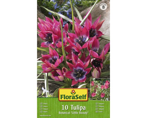 Blumenzwiebel FloraSelf Tulpe 'Pulchella Little Beauty' 10 Stk-0