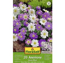Blumenzwiebel FloraSelf Anemone 'Blanda Mix' 20 Stk-thumb-0