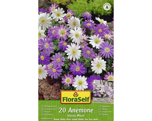 Blumenzwiebel FloraSelf Anemone 'Blanda Mix' 20 Stk-0