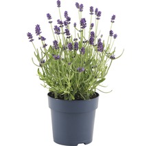 Lavendel FloraSelf Lavandula angustifolia 'Felice' H 15-20 cm Ø 12 cm Topf-thumb-0