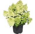 Rispenhortensie Hydrangea paniculata 'Bobo'® H 60-80 cm Co 18 L