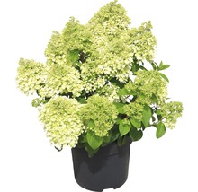 Rispenhortensie Hydrangea paniculata 'Bobo'® H 60-80 cm Co 18 L-thumb-0