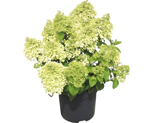 Rispenhortensie Hydrangea paniculata 'Bobo'® H 60-80 cm Co 18 L-0