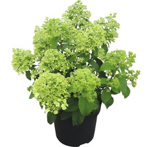 Rispenhortensie Hydrangea paniculata 'Bobo'® H 60-80 cm Co 18 L-thumb-1