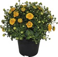 Chrysantheme FloraSelf Chrysanthemum indicum H 30-40 cm Ø 17 cm Topf zufällige Sortenauswahl